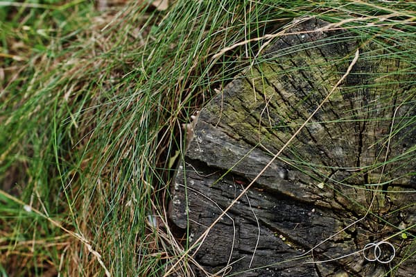 forgotten old tree stump