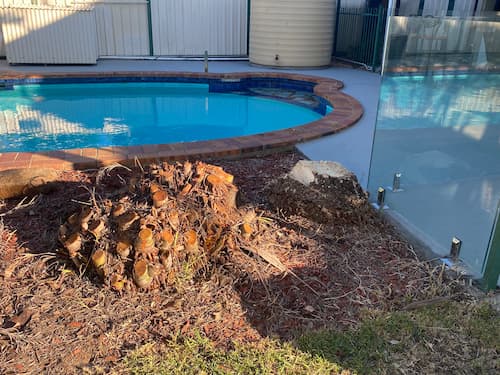 palm tree stumps near pool in Bray Park